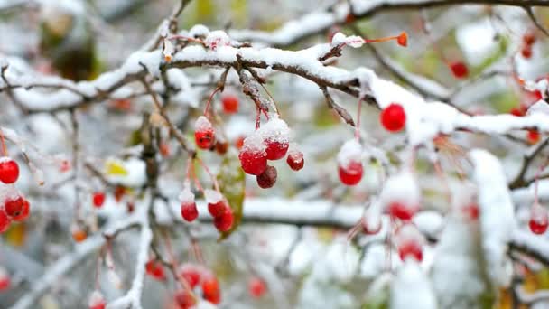 图片画罗兰树分支与小红色明亮的浆果覆盖在冬天森林的第一白雪 — 图库视频影像