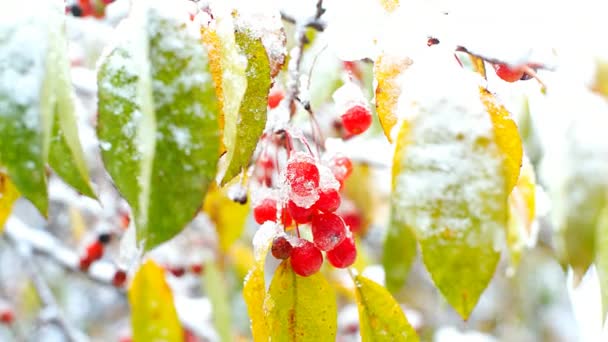 Κλείστε Φανταστική Θέα Rowan Κόκκινο Μούρο Συμπλέγματος Ιδωμένη Μέσα Από — Αρχείο Βίντεο