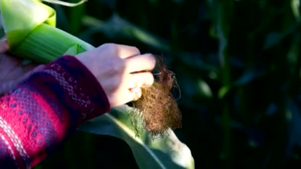 Flicka händer tar blad från majskolv ingående fibrer — Stockvideo