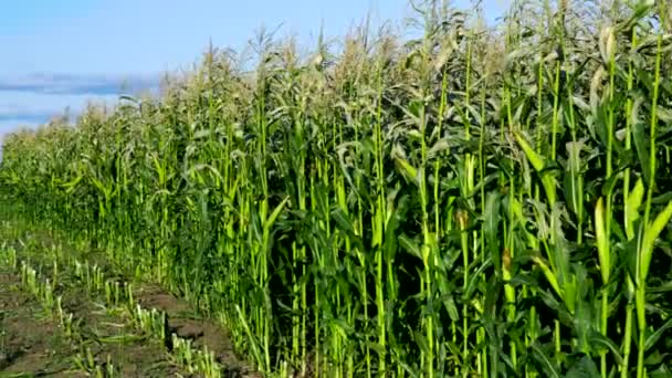 Собранные и зеленые кукурузные поля по дороге под голубым небом — стоковое видео