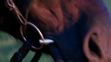 Sıcak yün ceket vuruş kadında makro bay at yüz