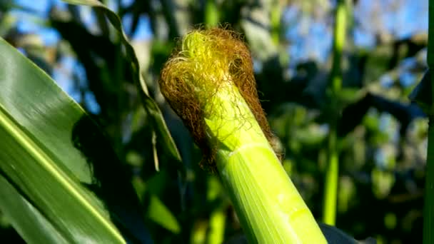 Macro vento onde fibre di pannocchia sotto la luce del sole — Video Stock