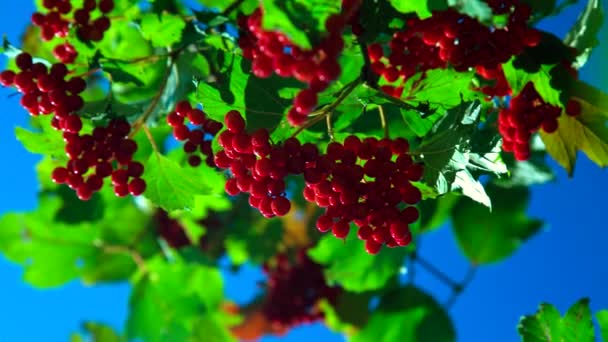 Wind shakes branches of red viburnum against blue sky — Stock Video