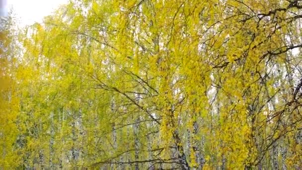 Золотые осенние березы против голубого чистого неба в городском парке — стоковое видео