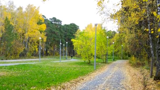 Gouden herfst berken groen gras gazons in stadspark — Stockvideo