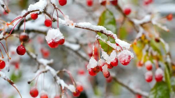 Bayas de rowan increíble cubierto de nieve y hielo — Vídeos de Stock