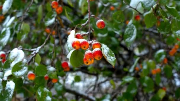 Små röda paradis äpplen täckta med snö våg i vinden — Stockvideo