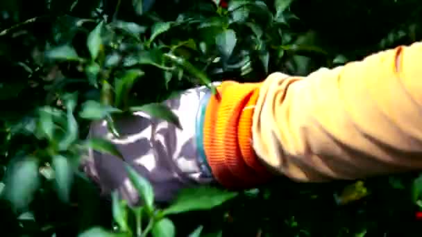 Bauern Hand in Hand in fingerlosen Fäustlingen rote Paprika ernten — Stockvideo