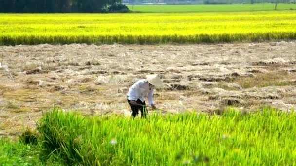 Asian farmer in traditional hat works in wide rice field — Stock Video