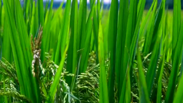 Cerca vista fresco verde arroz crecer en mojado asiático campo — Vídeo de stock