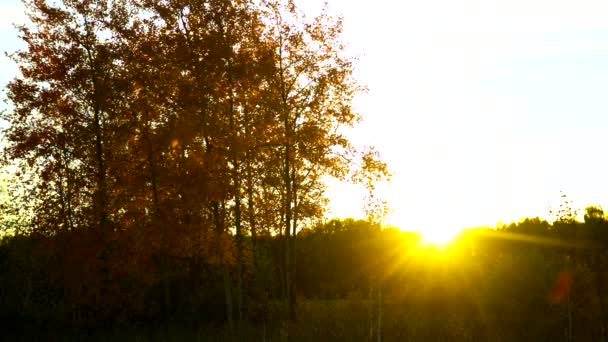 Gold birch silhouettes against bright sun disk at sunset — Stock Video