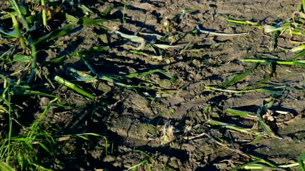 Persona sombra larga se mueve a través de suelo de campo de maíz — Vídeos de Stock