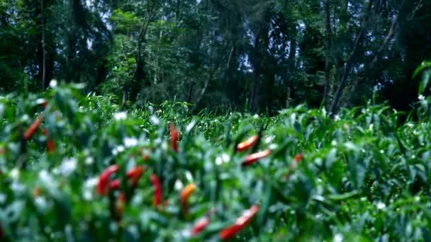 El viento sacude frutos de pimiento rojo y verde en los arbustos — Vídeo de stock