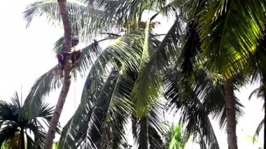 adam alçak palmiye ağaç gövdesi yere sabit ip aşağı