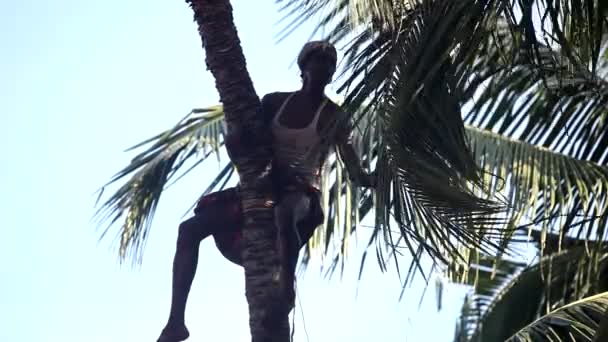 Worker cuts down palm tree leaves for harvesting coconuts — Stock Video