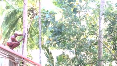 işçilere zeminde palm gövde tarafından çatıda adamdan hareket