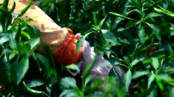 Γάντια χέρια closeup εξειδικευμένο γυναίκα πάρει κόκκινες καυτερές πιπεριές — Αρχείο Βίντεο