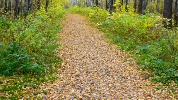 City park track covered with yellow foliage among birches — Stock Video