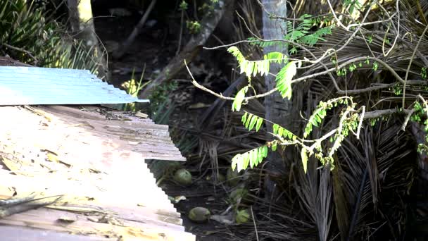 Підібрані кокоси падають на землю в саду пальмових дерев — стокове відео