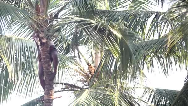 Strong man cuts palm leaves throws down standing on trunk — Stock Video
