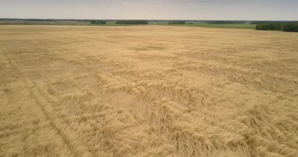 Incredibile vista superiore immenso terreno agricolo coperto di grano — Video Stock