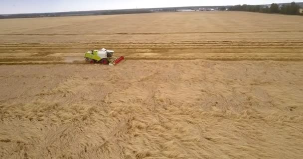 鸟图白色和绿色收割机收集成熟的小麦 — 图库视频影像