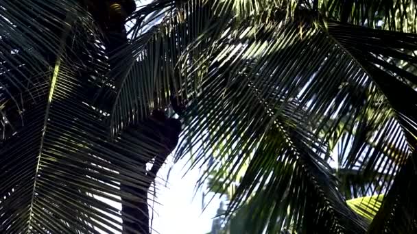 View through dark palm leaves man picks up coconuts — Stock Video