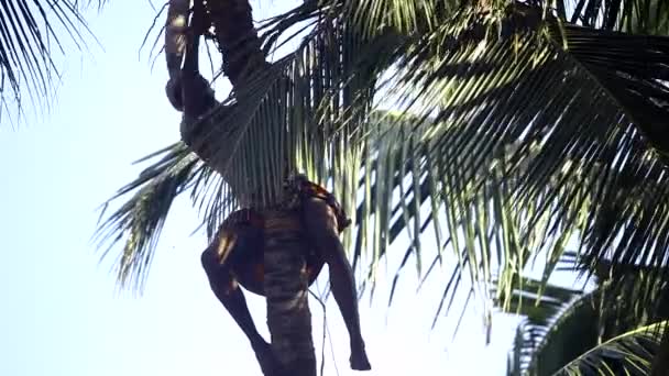 Worker cuts down coconut from palm tree harvesting fruits — Stock Video