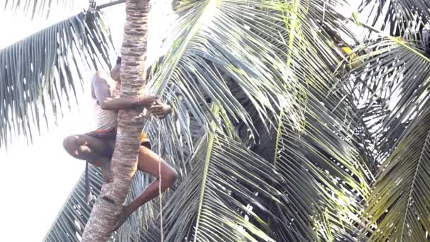 Worker clasps palm tree trunk and fixes special stick — Stock Video