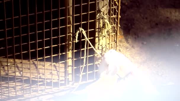 White goat tied with rope to cage runs from side to side — Stock Video