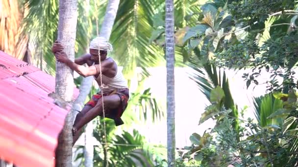 Indischer Arbeiter mit Schnurrbart klettert an Palme hoch — Stockvideo