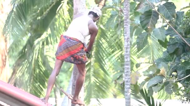 Travailleur Indien Tient Sur Toit Coupe Tronc Palmier Avec Énorme — Video