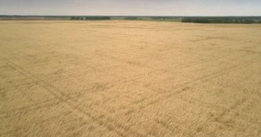 Buğday saplarını rüzgarda sallanan dolu hava görünümünü alanları