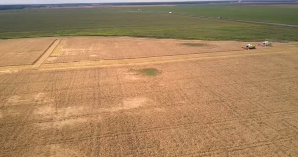 Vista aérea vasto campo de trigo amarillo y se combina por carretera — Vídeos de Stock