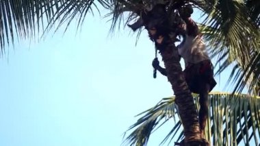 güçlü bir adam ayakta aşağı atar hindistancevizi palmiye ağacı üzerinde keser.