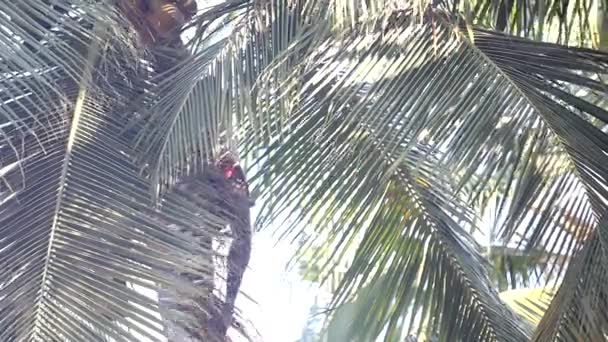 Baixo ângulo tiro cara colhe cocos sentados na palmeira — Vídeo de Stock