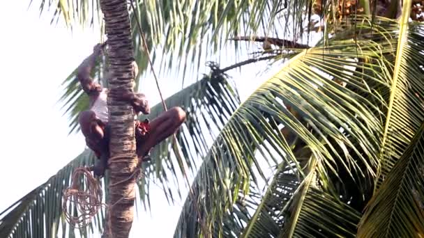 Local man sits on palm tree trunk on stick cutting branches — Stock Video