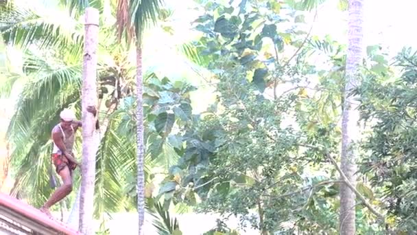 Indyjski pracownik wspina się w dół wzdłuż palmowego pnia drzewa na dachu — Wideo stockowe