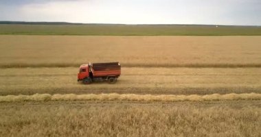 kamyon sürücüleri sarı buğday alan manzara karşı boyunca