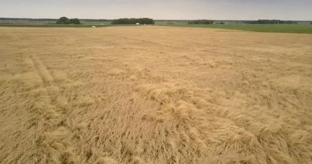 Vista aérea campos de trigo contra paisaje rural bajo el cielo — Vídeos de Stock