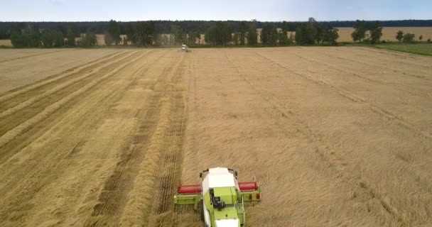 Комбайн вращается и собирает спелые зерна на поле — стоковое видео