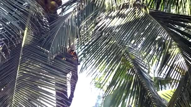 Low angle shot man sits on palm trunk harvesting coconuts — Stock Video