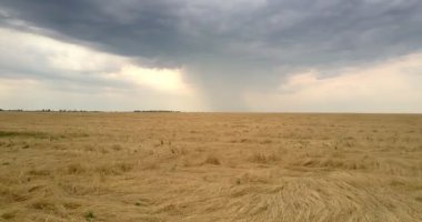 bulutlu gökyüzü altında geniş sarı buğday alanının üstündeki hava hareket