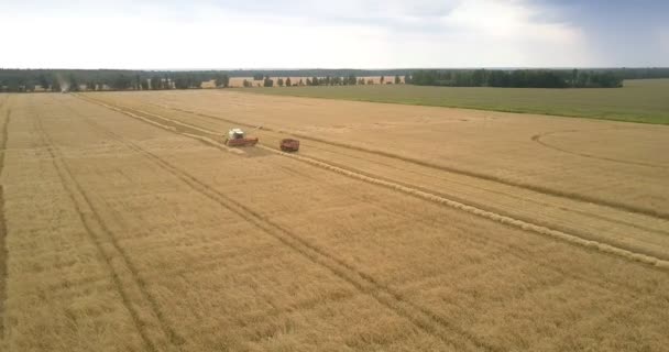 Camião com vista superior perto da colheitadeira para recolha de trigo maduro — Vídeo de Stock