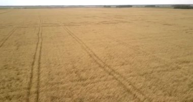 FlyCAM sinekler alanların üstünde düşük altın buğday kulakları ile kaplı