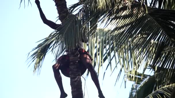 Worker pulls up bunch of coconuts and cuts with machetes — Stock Video