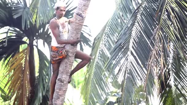 Bátor fickó mászik le összekulcsolva palm fa törzse, levelekkel — Stock videók