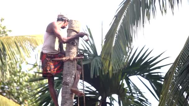 Einheimischer klammert Baumstamm um und bindet Palmspitze mit Seil fest — Stockvideo