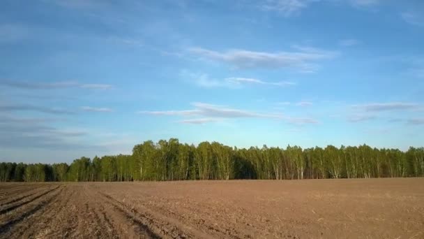 Câmera se move para a floresta de bétula em todo o campo arado — Vídeo de Stock