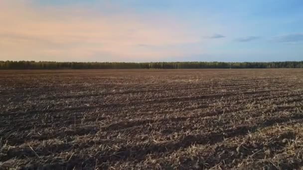 Campo arato con resti di paglia destinati alla rotazione delle colture — Video Stock